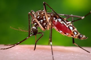 Aedes aegypti feeding on a person.